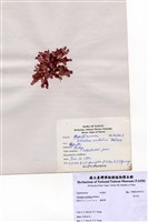 藏品(角叉菜)的圖片